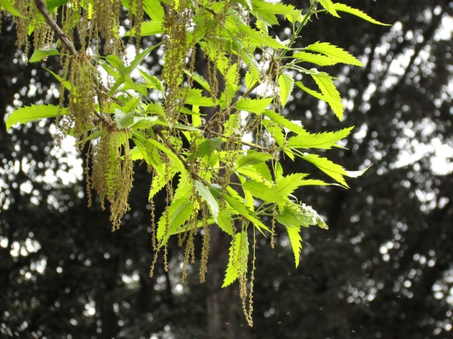 Quercus castaneafolia ParisQuercusCastaneafoliaDetail2.JPG