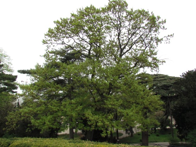 Quercus castaneafolia ParisQuercusCastaneafoliaFull2.JPG