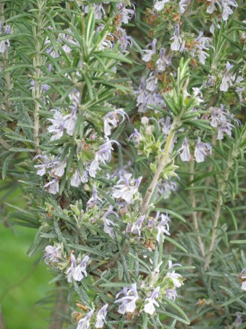 Rosmarinus officinalis ParisRosmarinusOfficinalsFlower_1_1.JPG