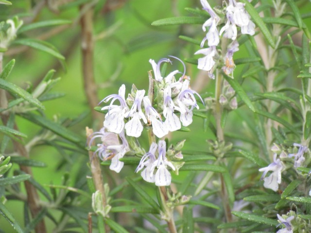 Rosmarinus officinalis ParisRosmarinusOfficinalsFlower_1_2.JPG