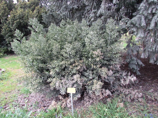 ruscus aculeatus ParisRuscusAsculeatus.JPG