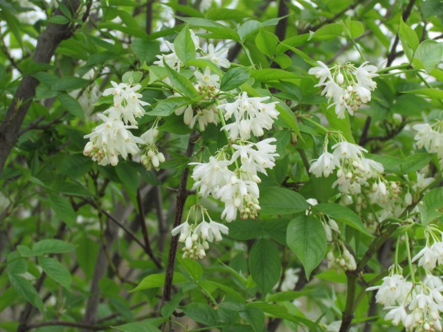 Staphylea colchica ParisStaphyleaColchicaFlower3.JPG