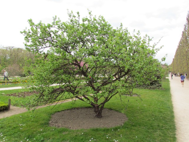 Styrax officinalus ParisStyraxOfficinalisAliboufier.JPG