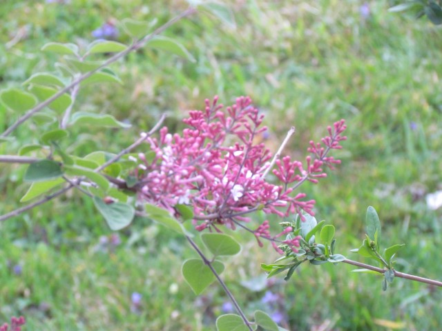 Syringa microphylla ParisSyringaMicrophylla.JPG