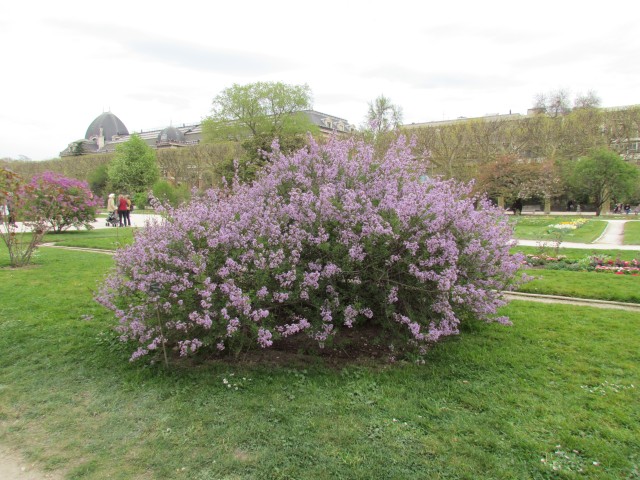 Syringa persica ParisSyringaPerciaPlant.JPG