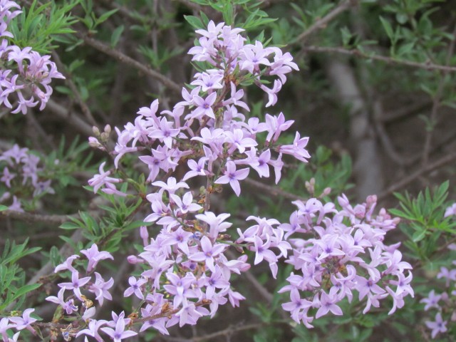 Syringa persica ParisSyringaPersicaFlower.JPG