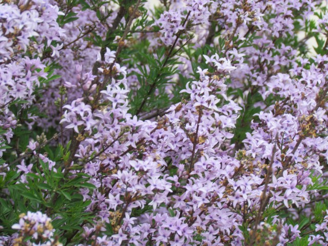 Syringa persica ParisSyringaPersicaFlowerDetail.JPG