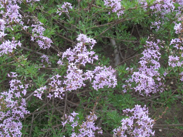 Syringa persica ParisSyringaPersicaFlowers.JPG