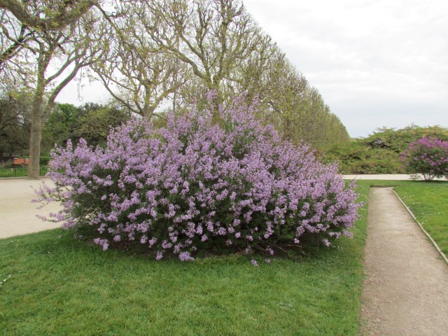 Syringa persica ParisSyringaPersicaPlant2.JPG