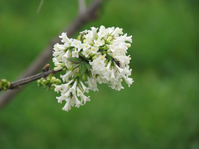 Syringa pinnatifolia ParisSyringaPinnatifoliaFlower.JPG