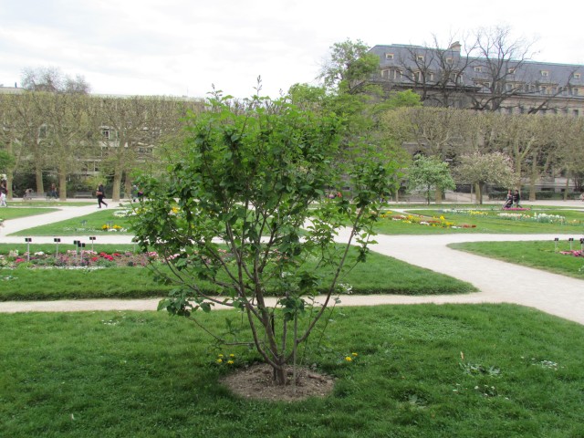 Syringa villosa ParisSyringaVillosa.JPG