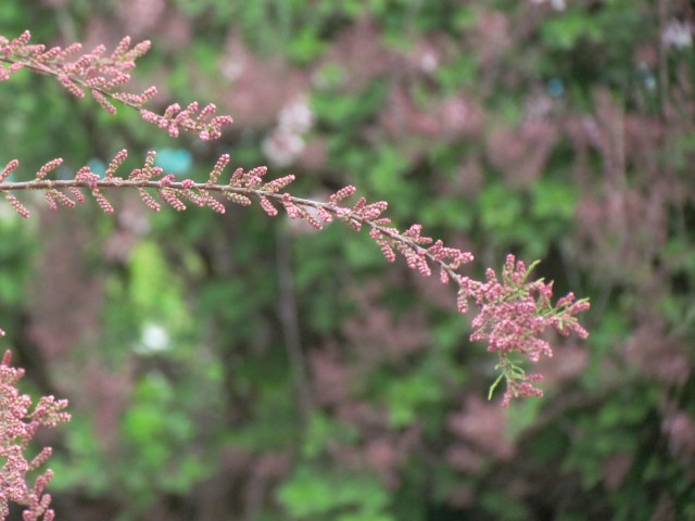 Tamarix parviflora ParisTamarixParvifloraDetail.JPG