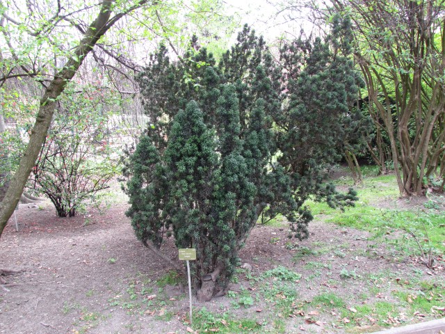 Taxus baccata ParisTaxusBaccataFastigiata_1_1.JPG