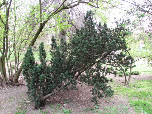 Taxus baccata ParisTaxusBaccataFastigiata_1_2.JPG