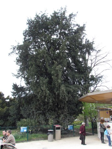 Taxus baccata ParisTaxusBaccata_3_1.JPG