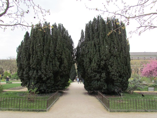 Taxus baccata ParisTaxusBaccata_4_1.JPG