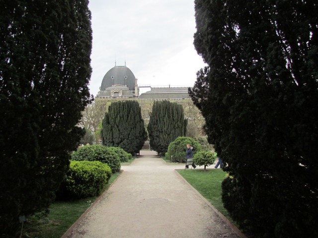 Taxus baccata ParisTaxusBaccata_4_2.JPG