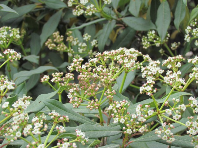 Viburnum globosum ParisViburnumGlobosumFlower.JPG