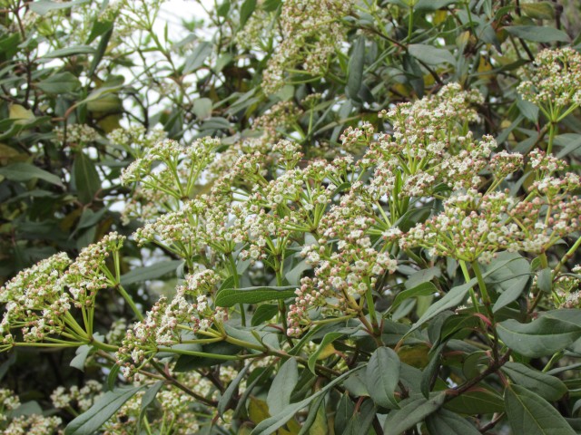 Viburnum globosum ParisViburnumGlobosumFlower2.JPG