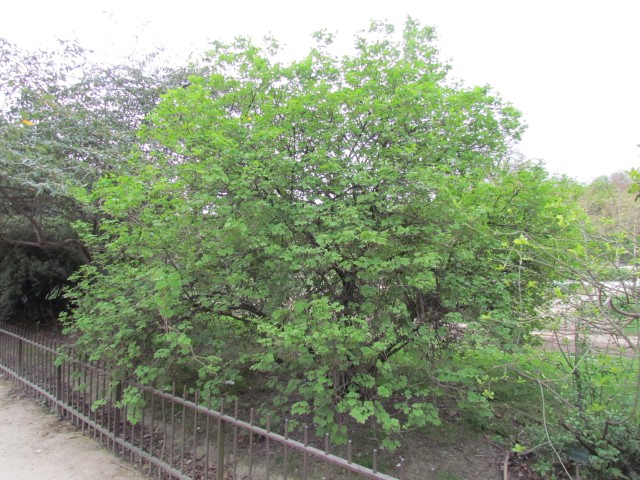 Viburnum opulus  ParisViburnumOpulus.JPG