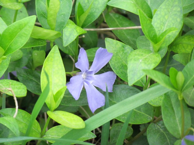 Vinca minor ParisVincaMinor.JPG