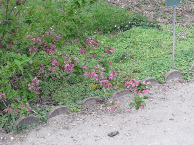 Weigela praecox ParisWeigelaPraecoxPlant.JPG