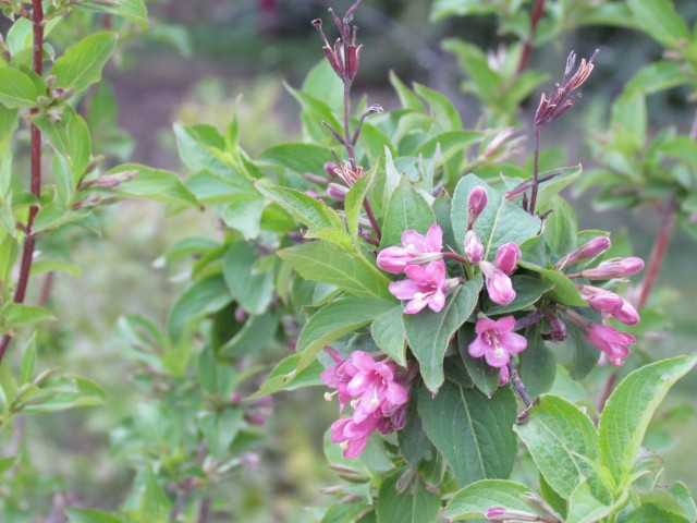 Weigela praecox ParisWeigelaPraexocFlower.JPG