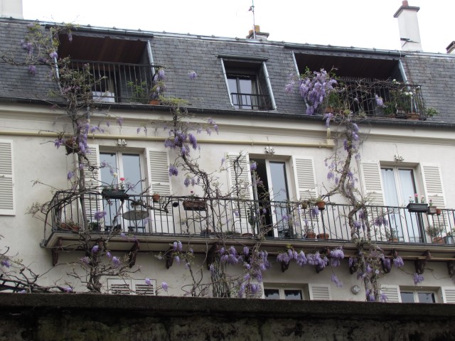 Wisteria floribunda ParisWisteria.JPG