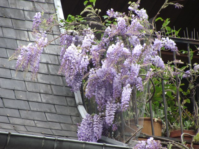 Wisteria floribunda ParisWisteriaDetail.JPG