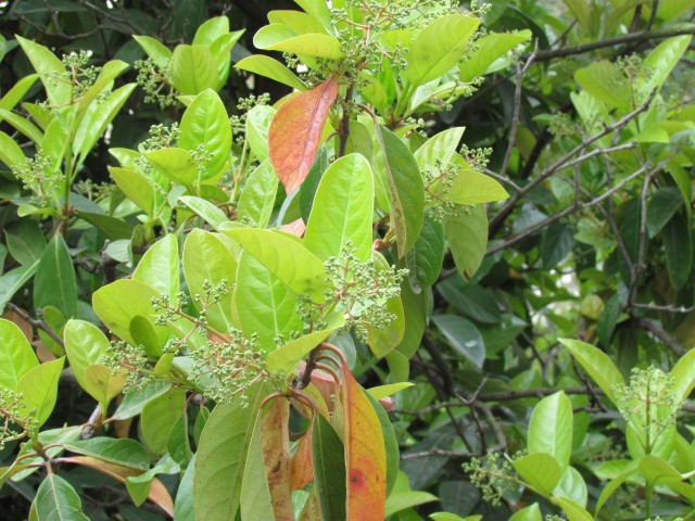 Viburnum odoratissimum ParisviburnumOdorotissimumDetail.JPG