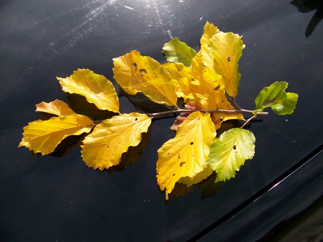 Parrotia persica Parrotia.leaves.fc.JPG