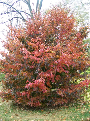 Picture of Parrotia persica  Persian Parrotia