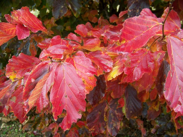 Picture of Parrotia persica  Persian Parrotia