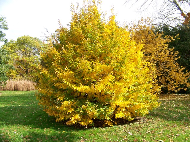 Parrotia persica Parrotia.persica.fc.sg19.JPG