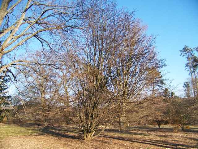 Parrotia persica Parrotiapersica.JPG