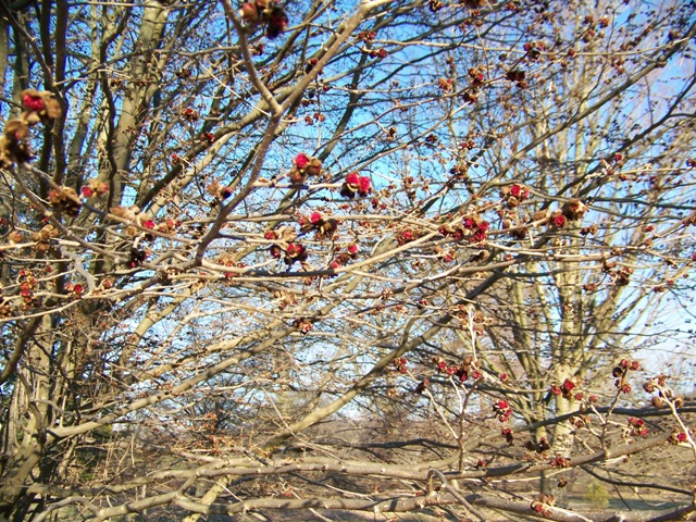 Parrotia persica Parrotiapersicabloom.JPG