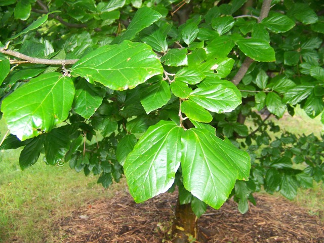 Parrotia persica Parrotiapersicafoliage.JPG