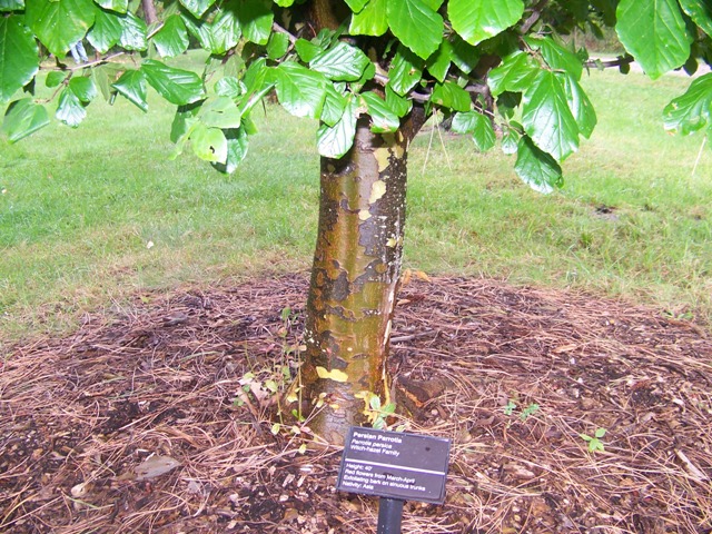 Parrotia persica Parrotiapersicatrunk.JPG