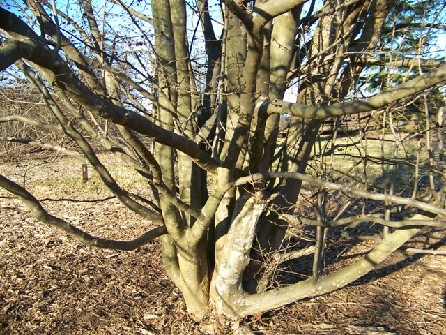 Parrotia persica Parrotiapersicatrunkform.JPG