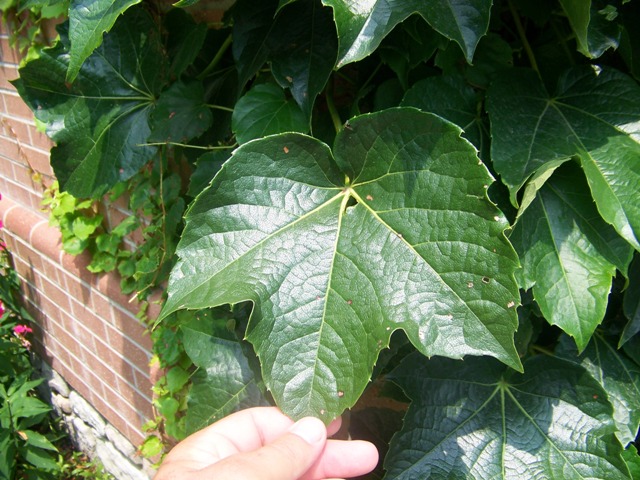 Picture of Parthenocissus tricuspidata  Boston Ivy