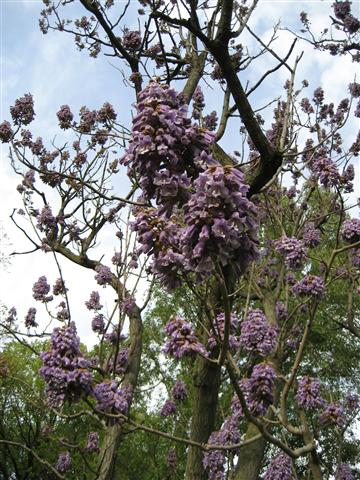 Paulownia tomentosa Paulownia_tomentosa_Brooklyn_Botanical_Garden.JPG