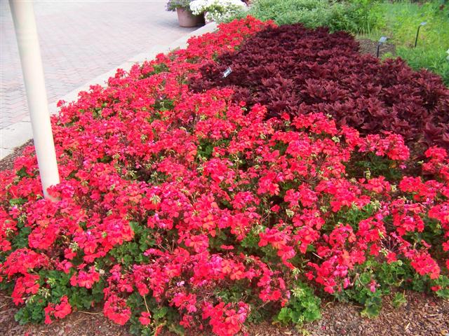 Picture of Pelargonium  'Caliente Orange' Caliente Orange Geranium