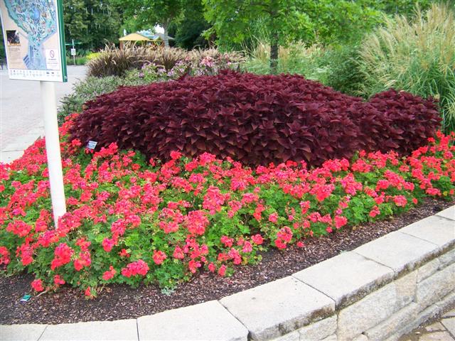 Picture of Pelargonium  'Caliente Orange' Caliente Orange Geranium