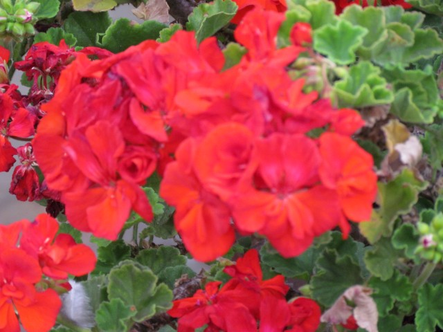 Pelargonum x hortorum PelargoniumHortorumGeranioFlowerDetailPeru.JPG