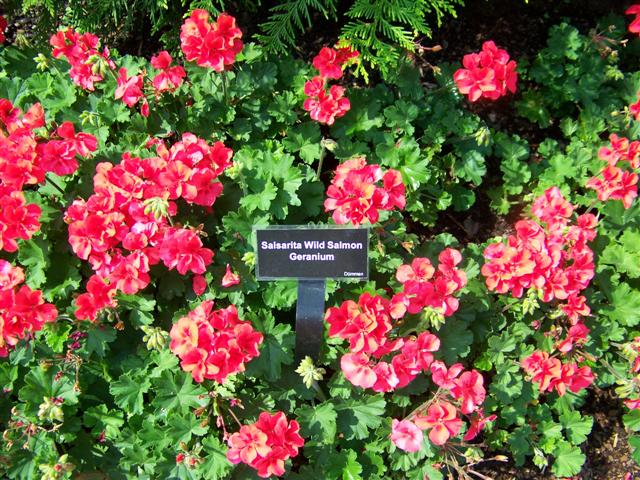 Picture of Pelargonium  Salsarita Wild Salmon Salsarita Wild Salmon Geranium