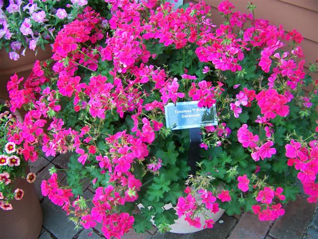 Picture of Pelargonium  Timeless Rose Timeless Rose Geranium