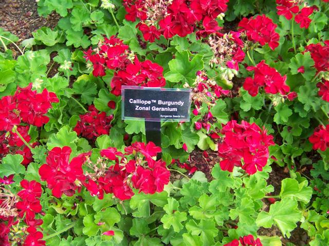 Picture of Pelargonium  Calliope Burgundy Calliope Burgundy Geranium