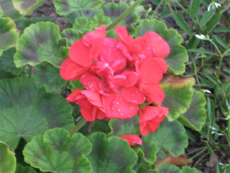 Pelargonum x hortorum Pelargonium_hortorum_flower.JPG