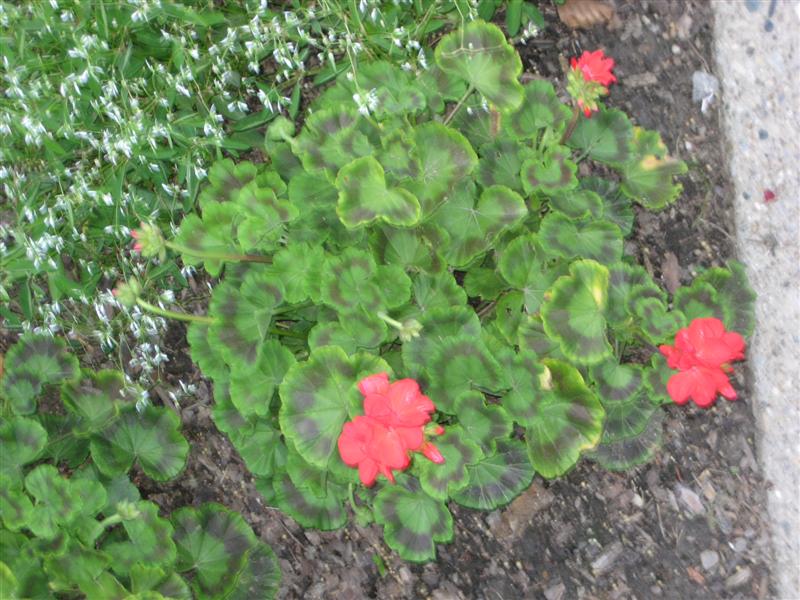 Pelargonum x hortorum Pelargonium_hortorum_plant.JPG