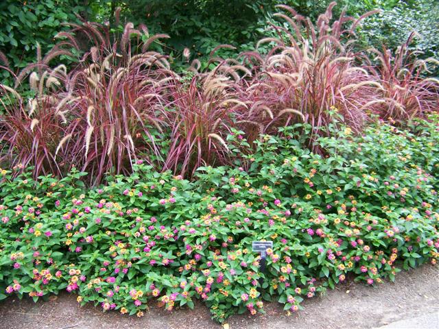 Picture of Pennisetum setaceum 'Rubrum' Graceful Grasses Fireworks Variegated Red Fountain